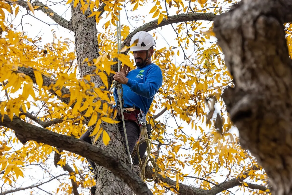 Skilled Tree Transplanting crew working in Coupon