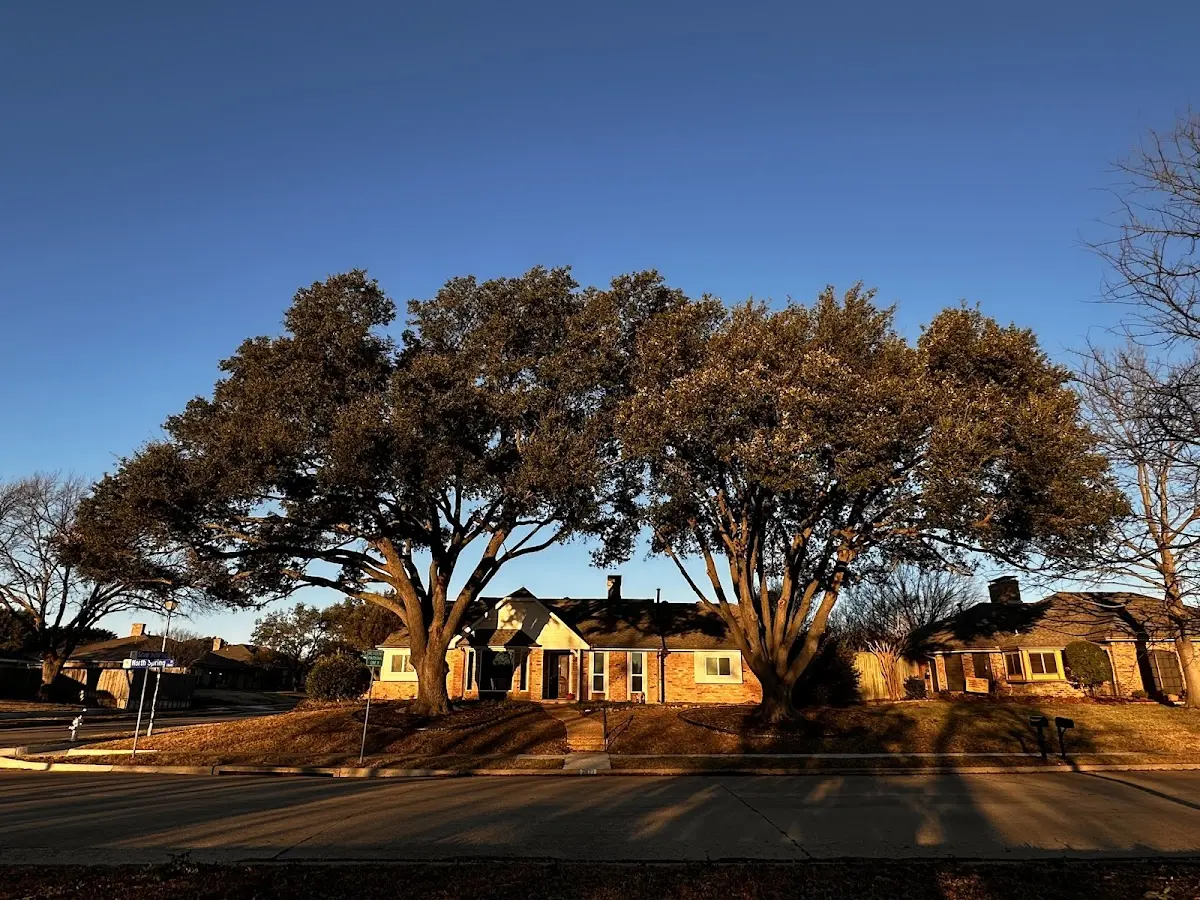 Established residential canopy tree shading a home in Coupon